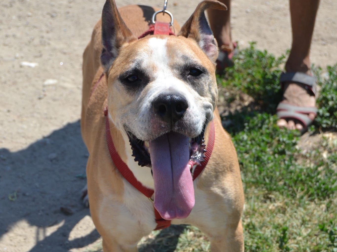 Vuoi adottare un cane a Milano?