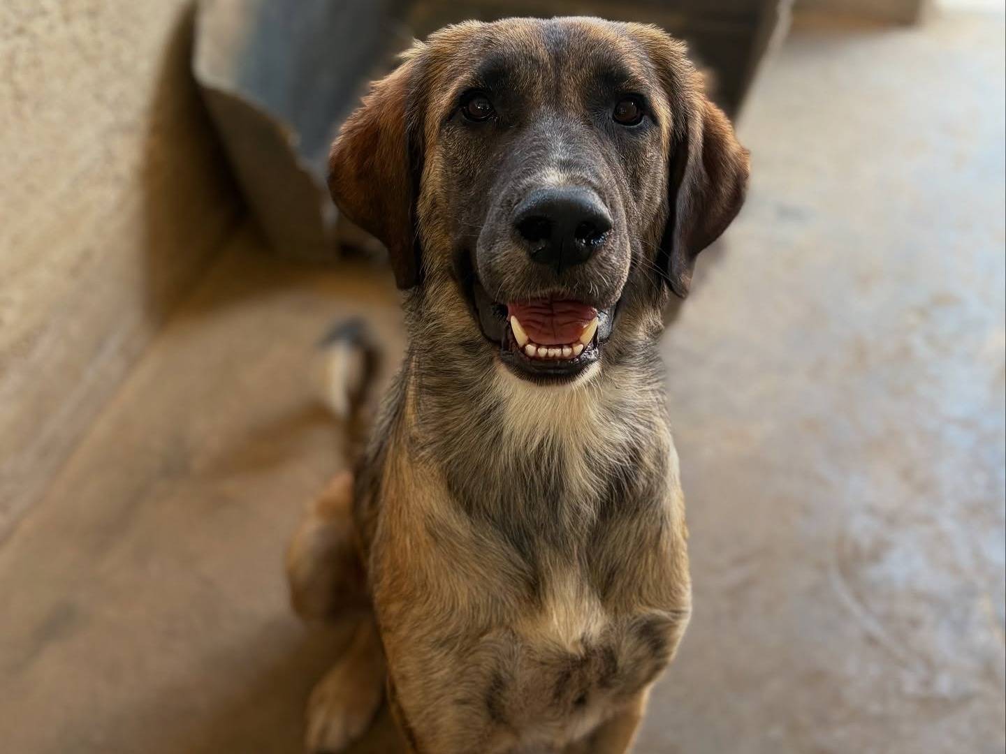 Adozione cane, femmina, Razza sconosciuta Razza sconosciuta, 1 anno e 2 mesi, taglia grande, Firenze