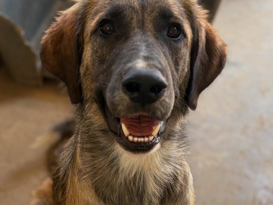 Adotta un cane, femmina, 1 anno e 2 mesi, Firenze