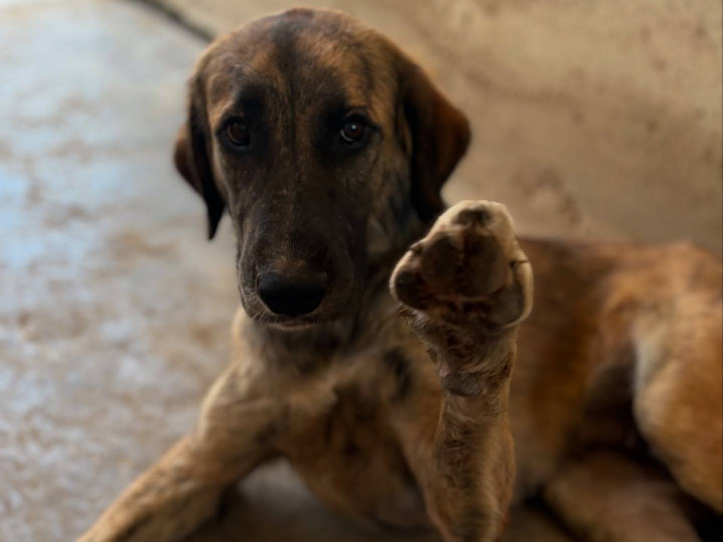 Adotta un cane, taglia grande, femmina, Firenze