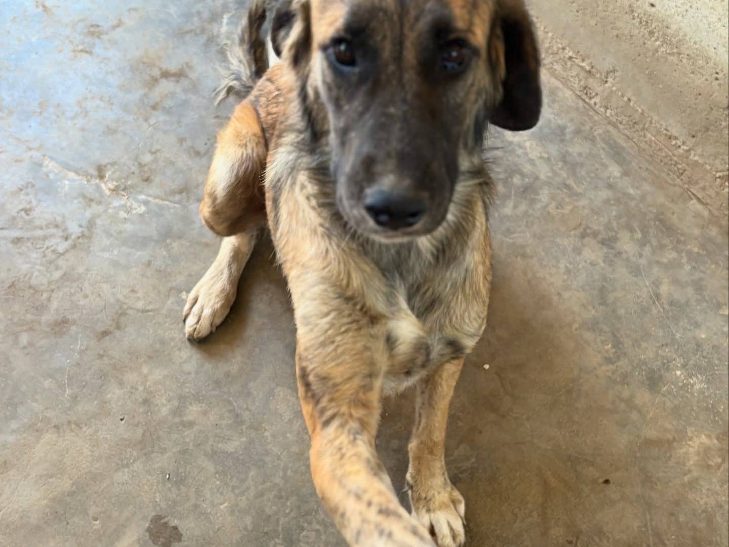 Vuoi adottare un cane a Firenze?