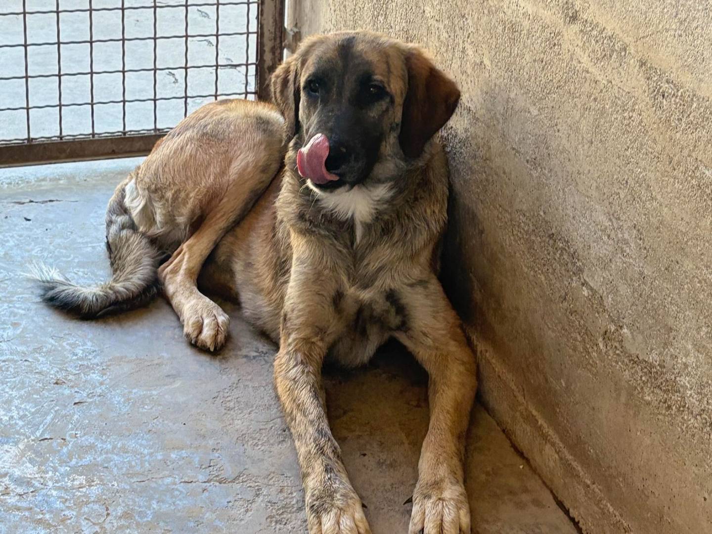 Adotta il cane NAIKE a Firenze