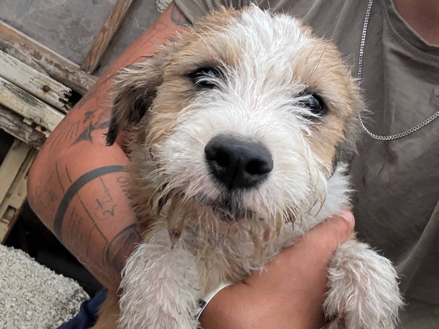 Adozione cane, femmina, Razza sconosciuta Razza sconosciuta, 4 mesi, taglia media contenuta, Frosinone