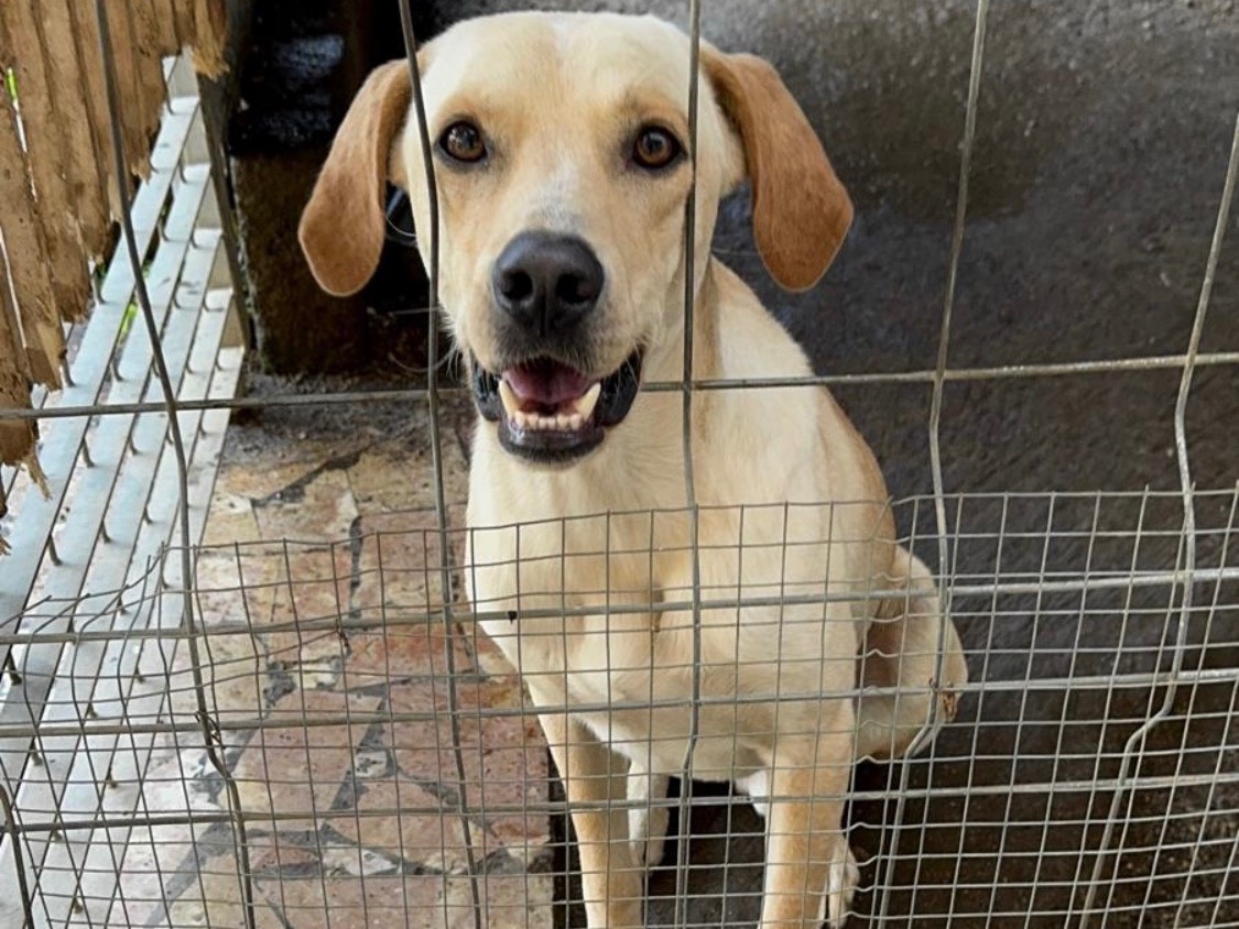 Adozione cane, maschio, Labrador Retriever Razza sconosciuta, 2 anni e 8 mesi, taglia media, Caserta