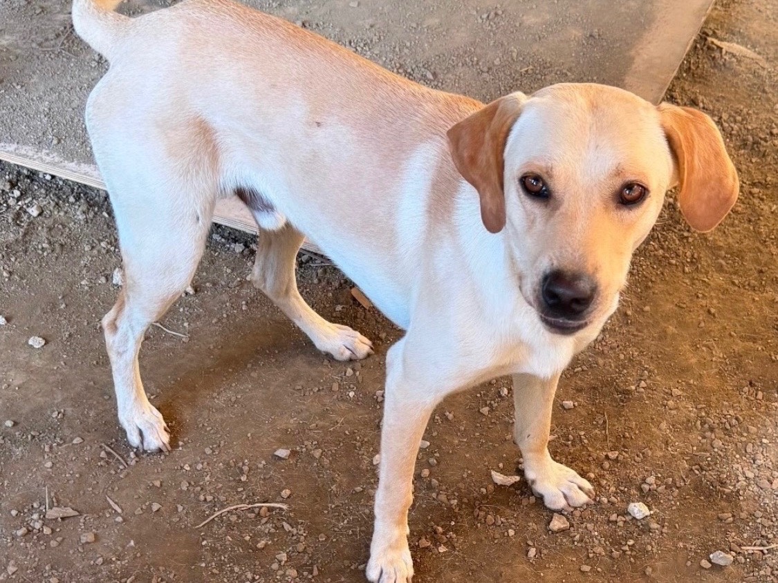 Adotta un cane, maschio, 2 anni e 8 mesi, Caserta