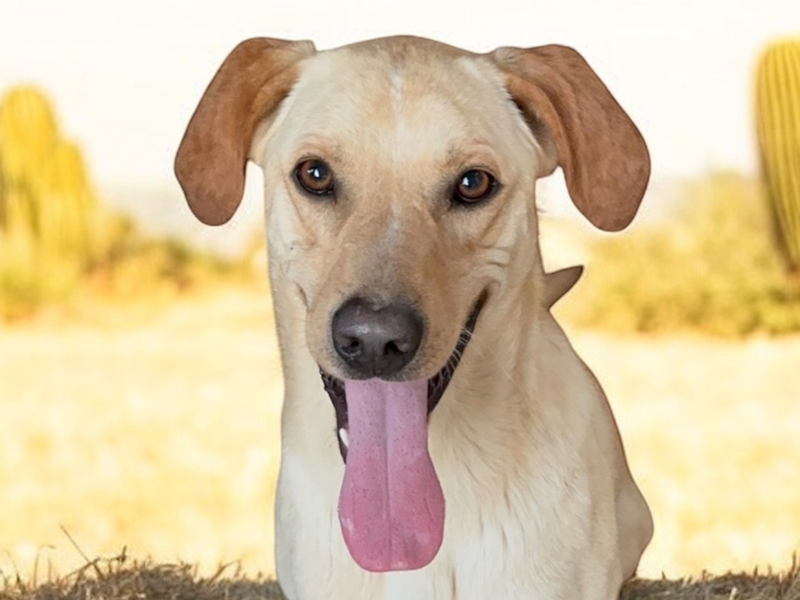 Adotta un cane, taglia media, maschio, Caserta