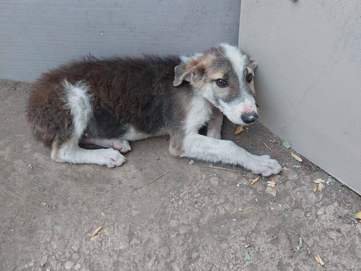 Adozione cane, maschio, Razza sconosciuta Razza sconosciuta, 2 mesi, taglia media, Potenza