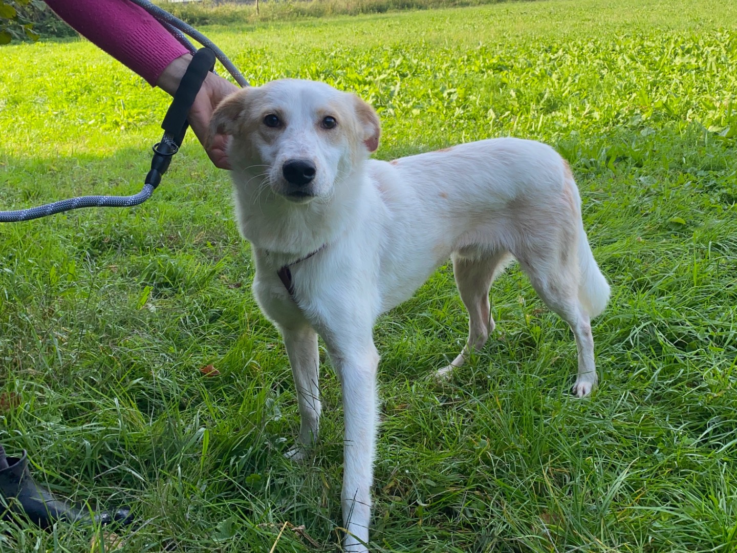 Adozione cane, maschio, Razza sconosciuta Razza sconosciuta, 9 mesi, taglia media, Varese