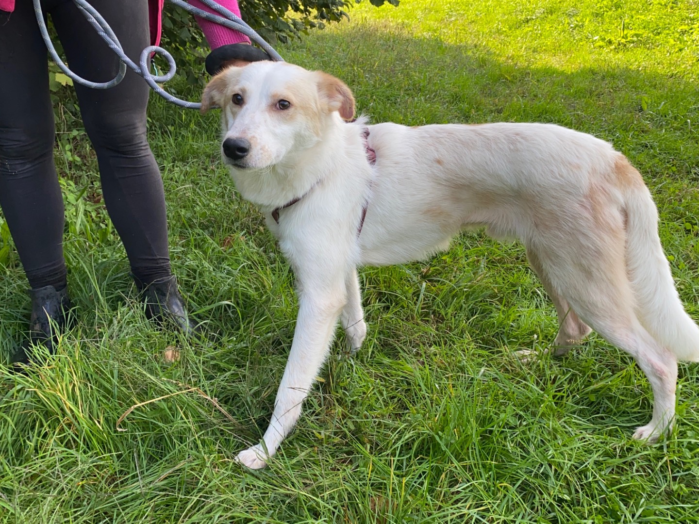 Adotta un cane, maschio, 9 mesi, Varese