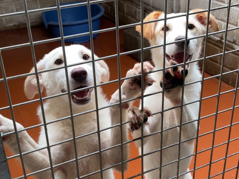Adotta un cane, taglia media, maschio, Varese