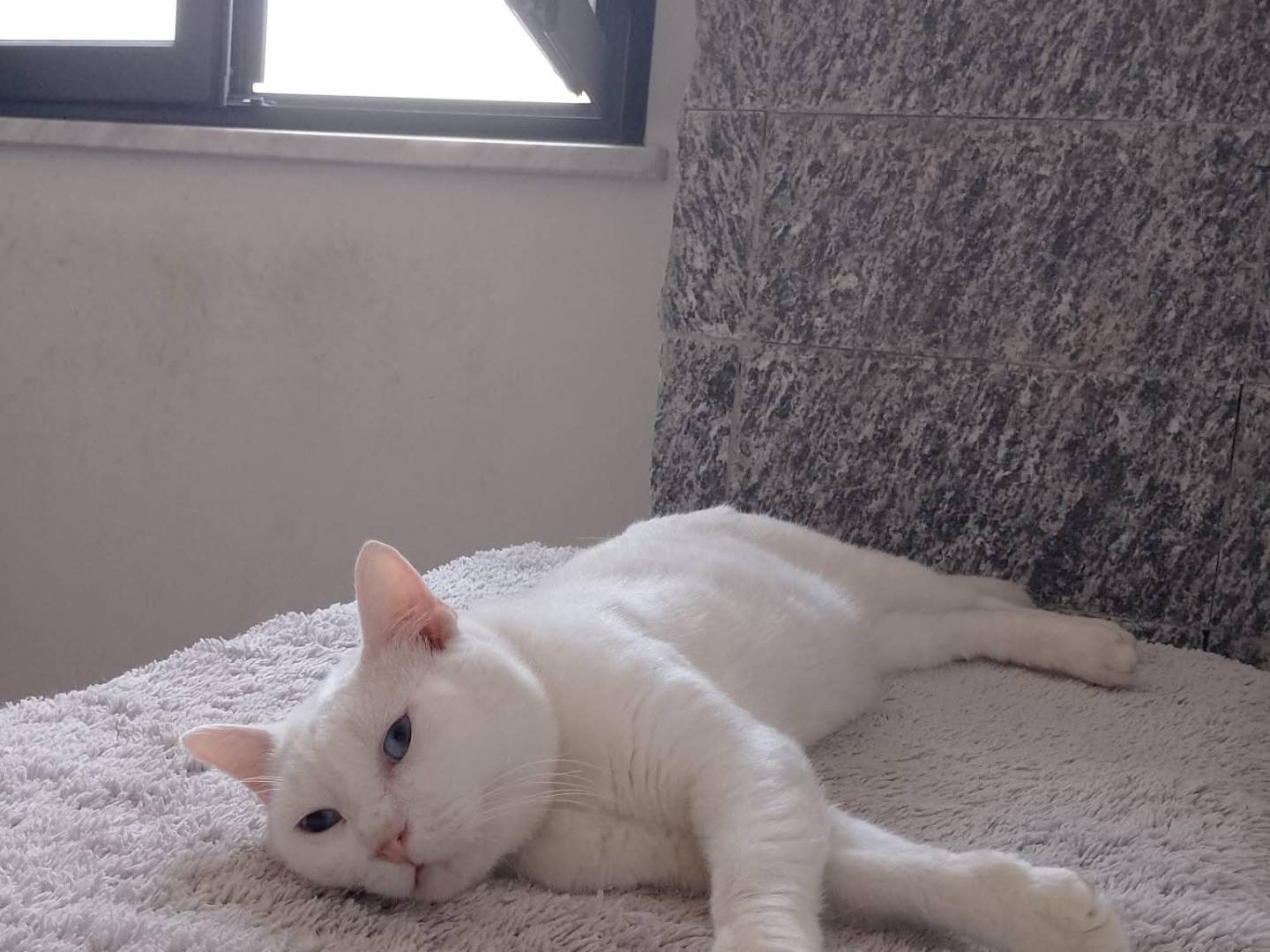 Adozione gatto, maschio, Razza sconosciuta Razza sconosciuta, 7 anni e 11 mesi, taglia non valida, Ravenna