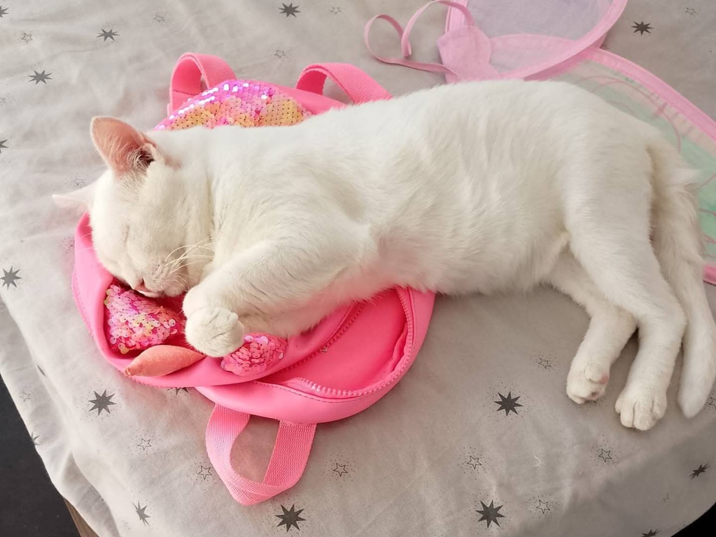 Adotta un gatto, maschio, 7 anni e 11 mesi, Ravenna
