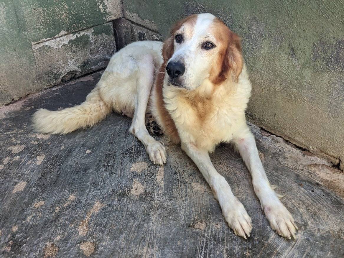 Adozione cane, femmina, Razza sconosciuta Razza sconosciuta, 3 anni e 2 mesi, taglia media, Caserta