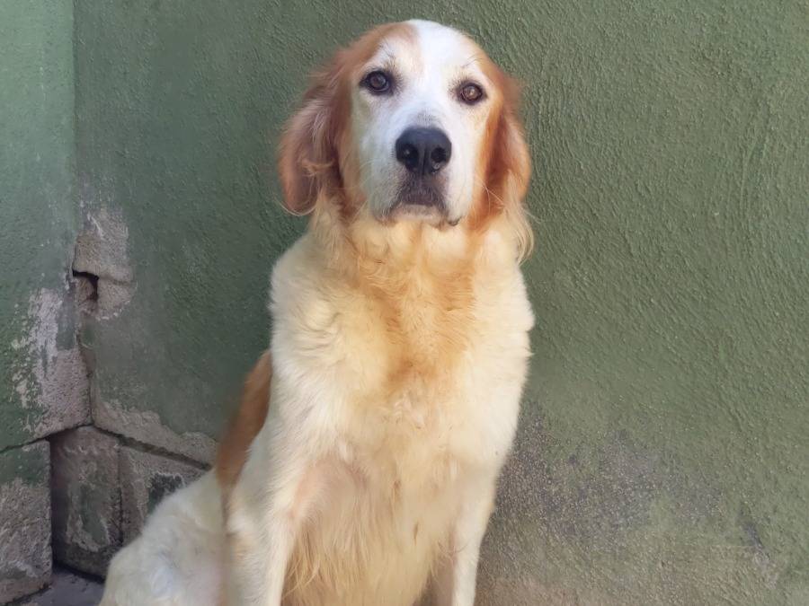 Adotta un cane, femmina, 3 anni e 2 mesi, Caserta