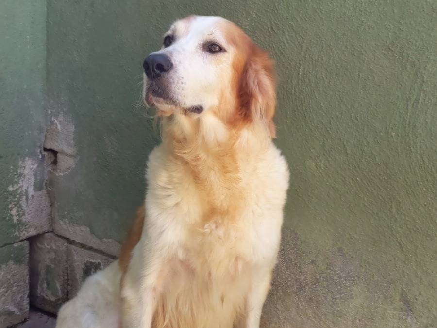 Adotta un cane, taglia media, femmina, Caserta