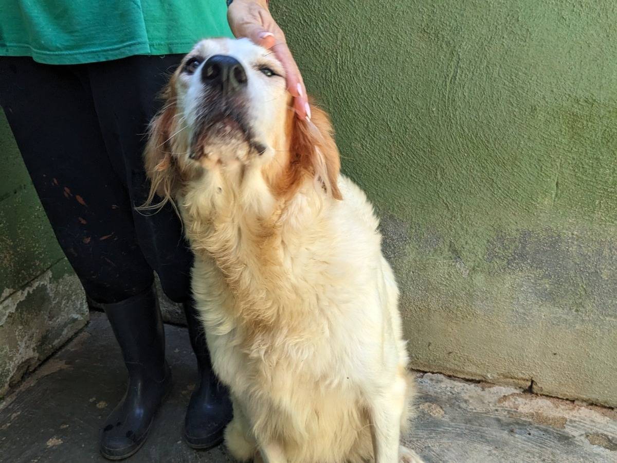 Vuoi adottare un cane a Caserta?