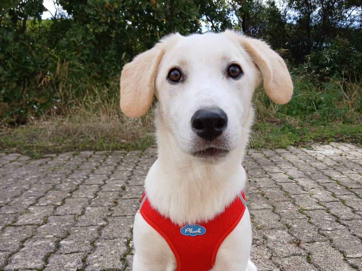 Adozione cane, femmina, Labrador Retriever Razza sconosciuta, 3 mesi, taglia media, Bari