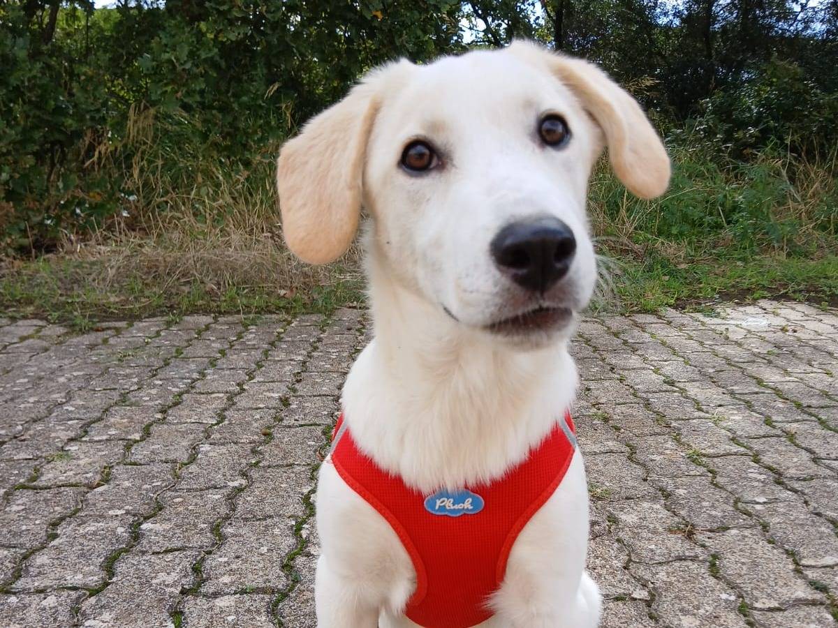 Adotta un cane, femmina, 3 mesi, Bari
