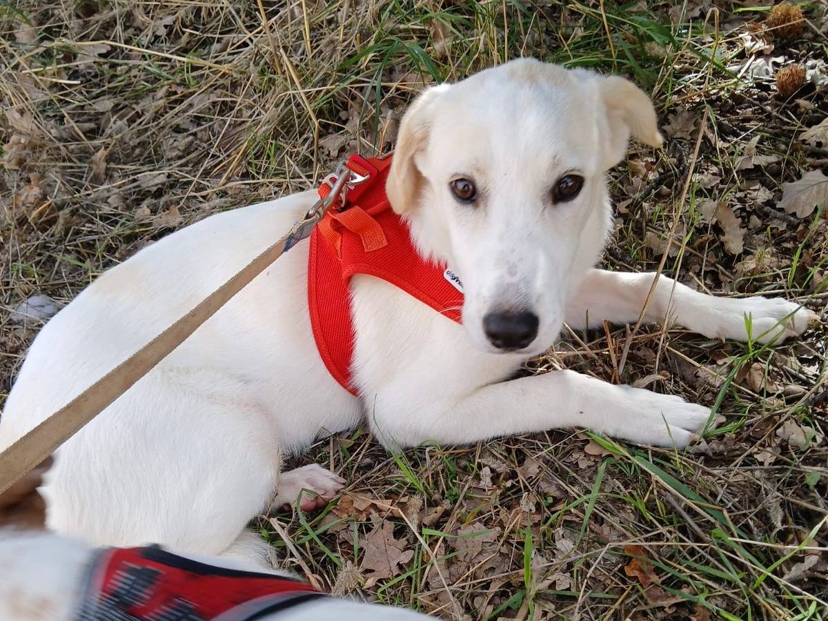 Adotta un cane, taglia media, femmina, Bari