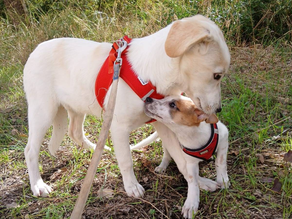 Vuoi adottare un cane a Bari?