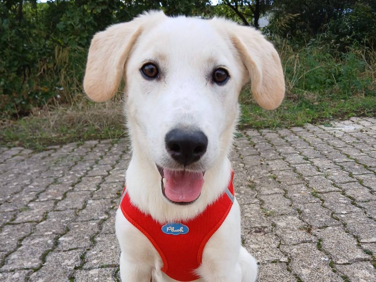 Adotta il cane Fellon a Bari