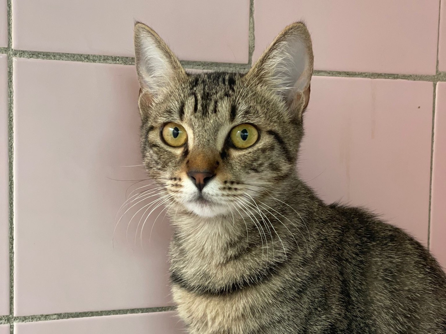 Adozione gatto, femmina, Razza sconosciuta Razza sconosciuta, 7 mesi, taglia non valida, Milano
