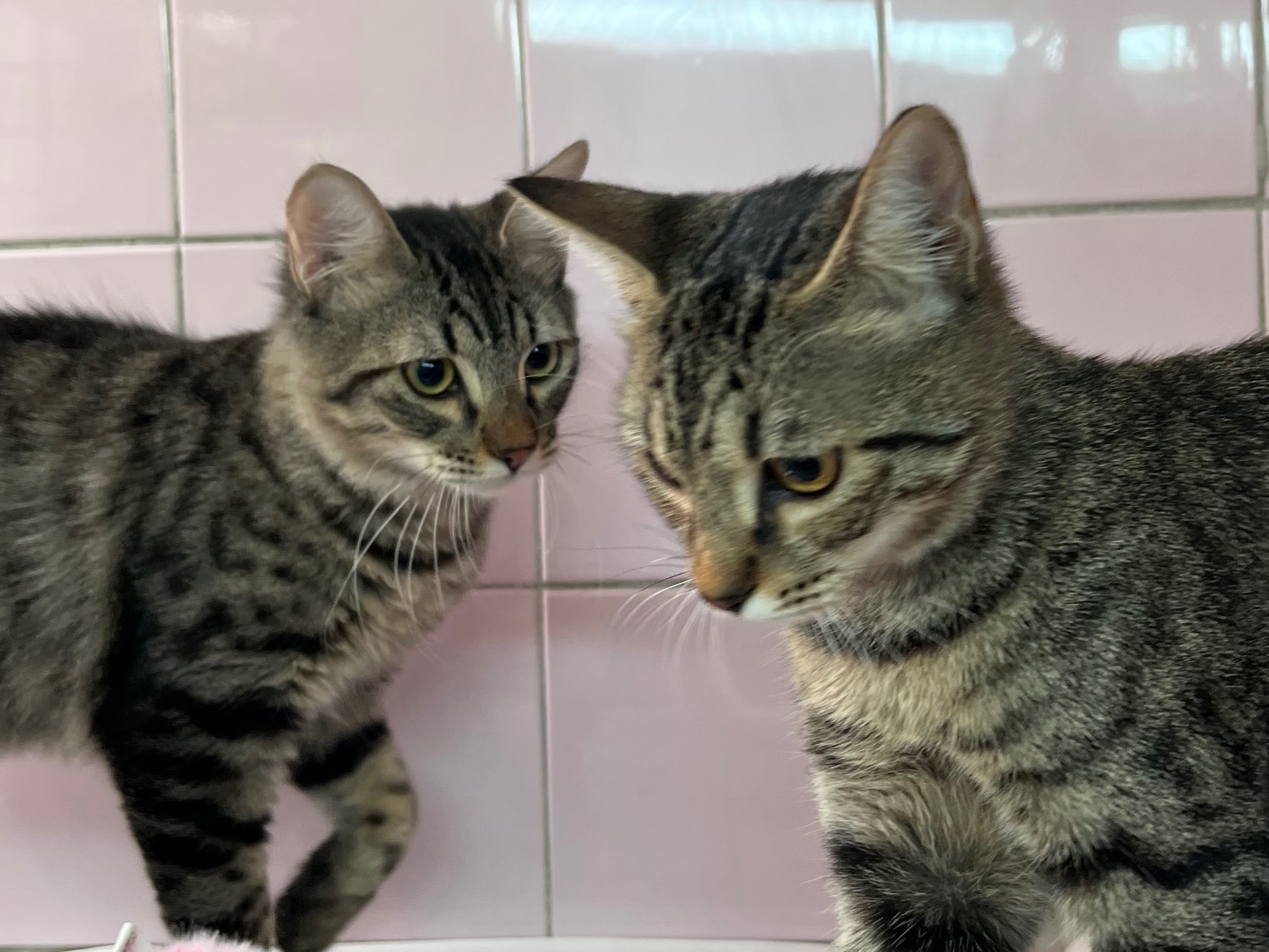 Adotta un gatto, femmina, 7 mesi, Milano