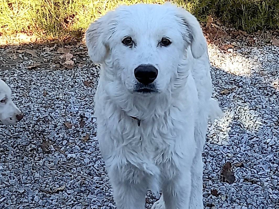 Adozione cane, maschio, Pastore maremmano Razza sconosciuta, 5 mesi, taglia grande, Catanzaro