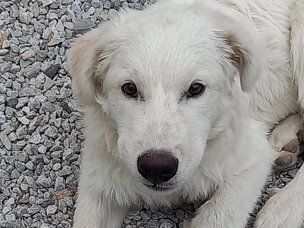 Adotta un cane, maschio, 5 mesi, Catanzaro