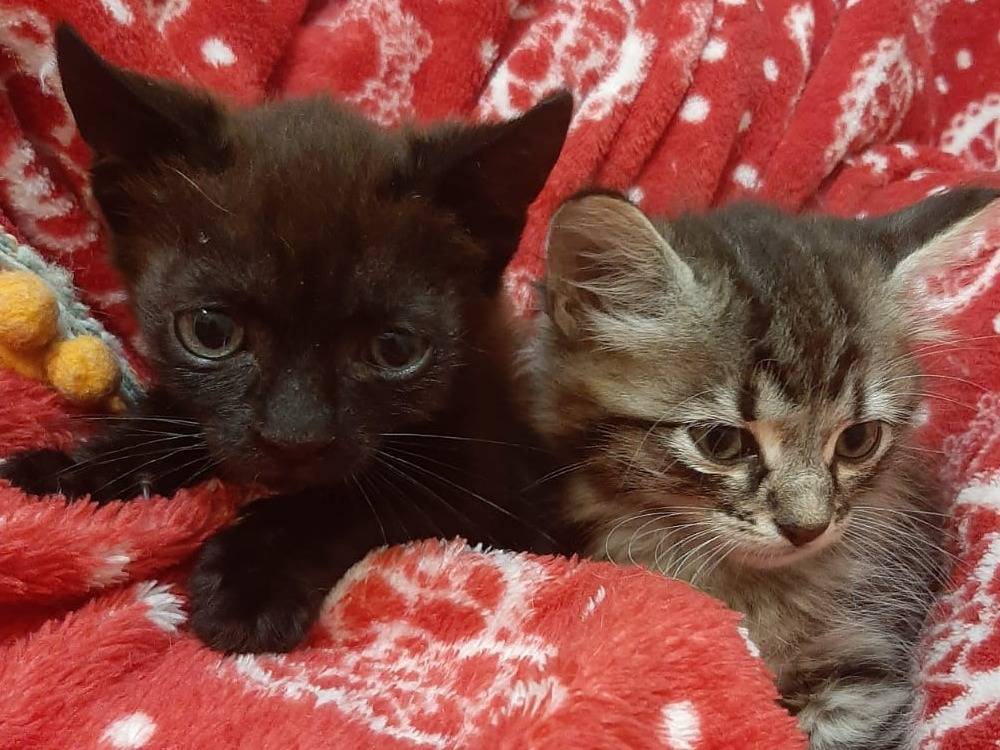 Adozione gatto, femmina, Razza sconosciuta Razza sconosciuta, 1 mesi, taglia non valida, Bologna