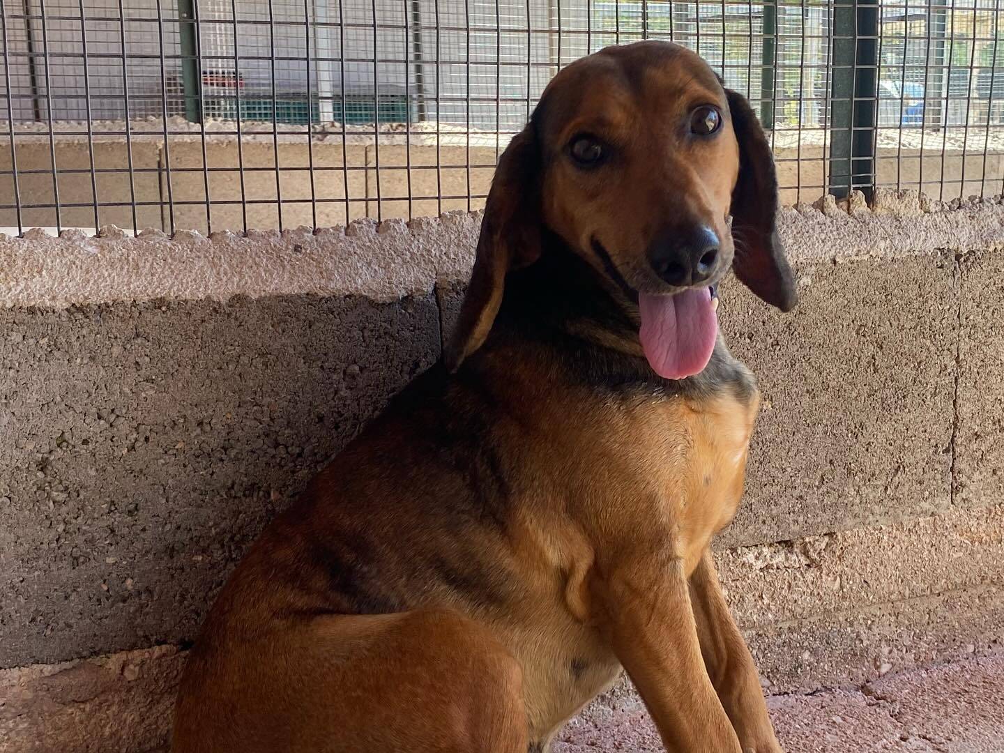 Adotta un cane, maschio, 5 anni, Latina