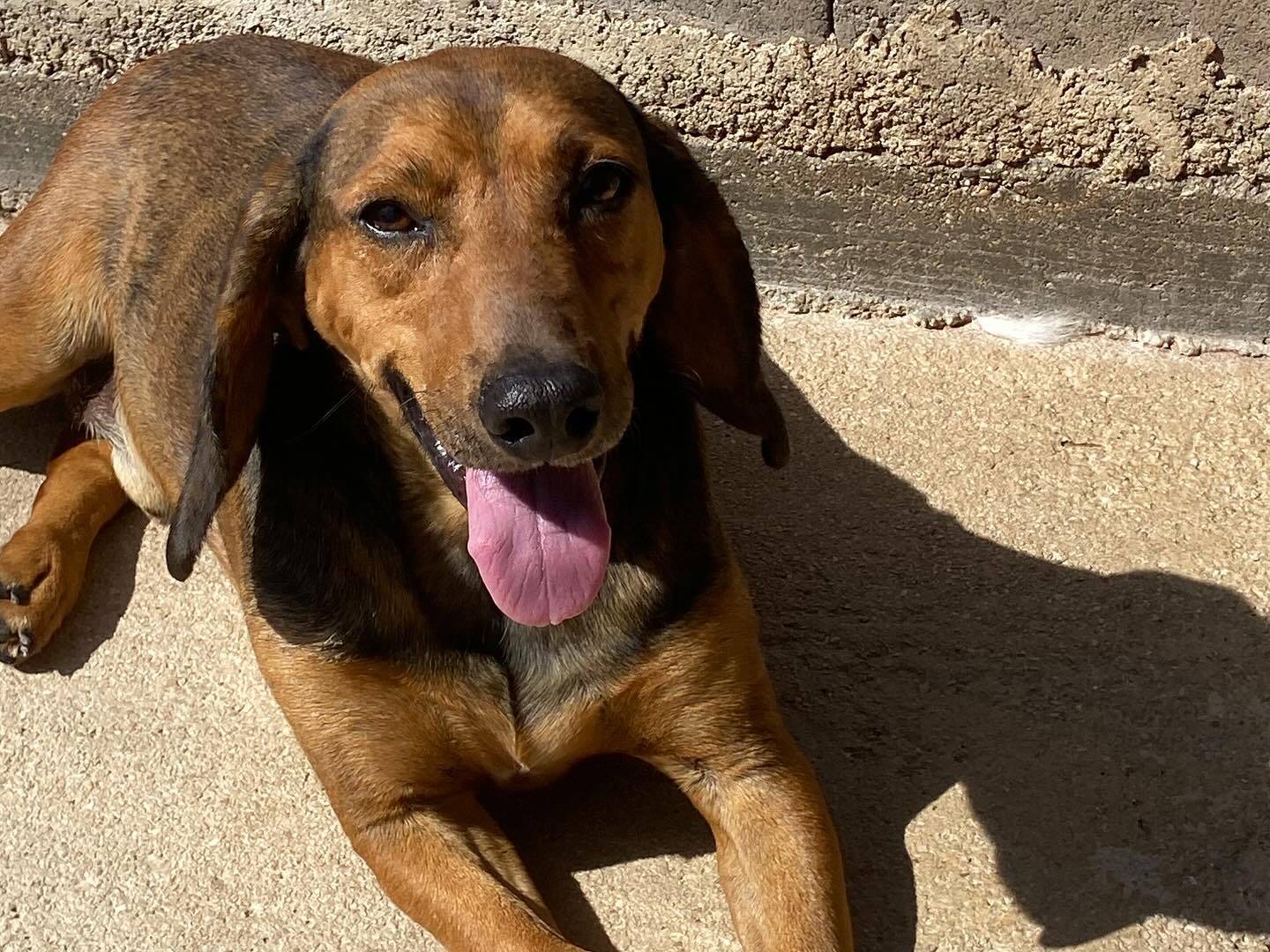 Vuoi adottare un cane a Latina?