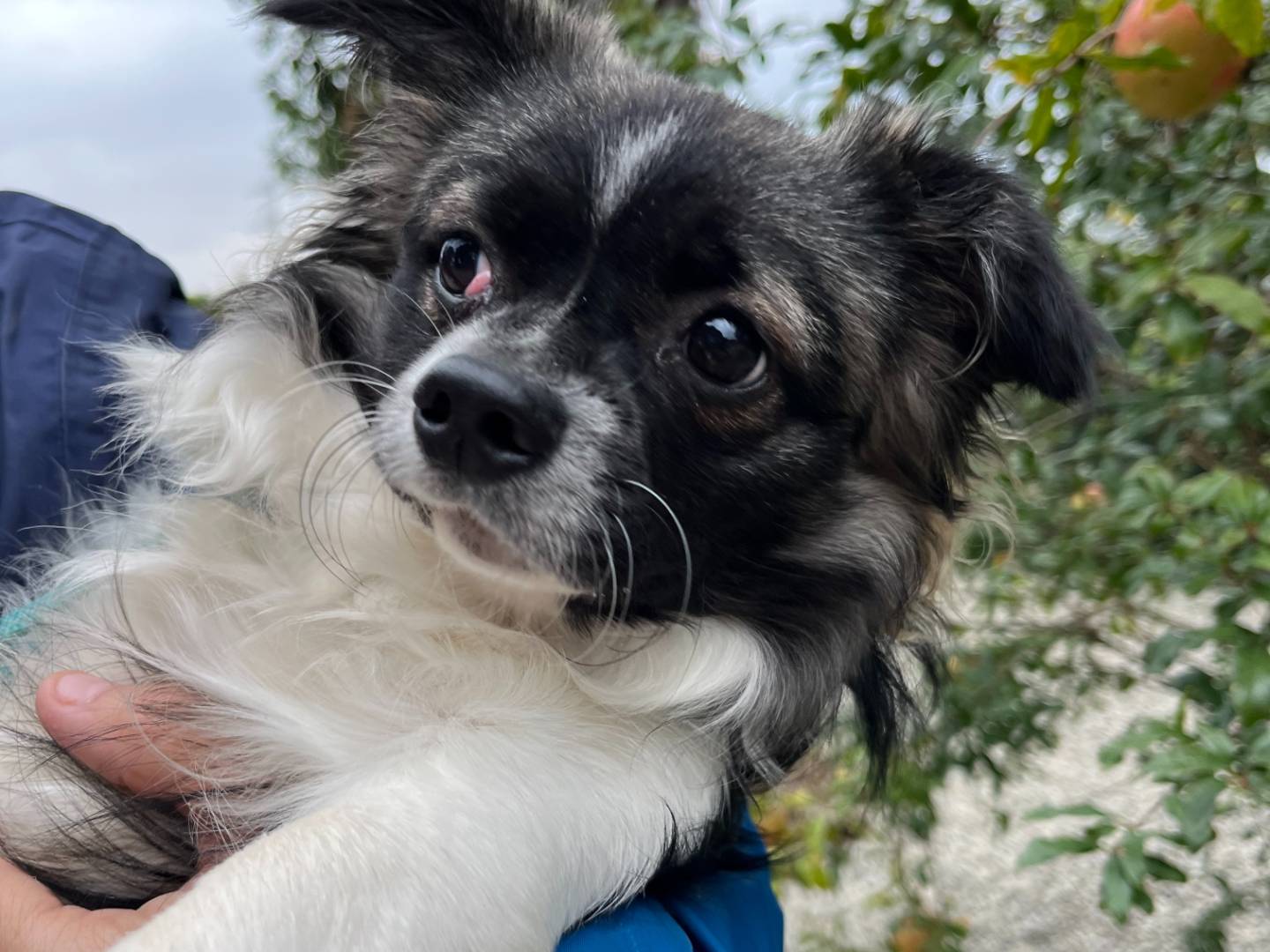 Adozione cane, maschio, Razza sconosciuta Razza sconosciuta, 3 anni e 6 mesi, taglia piccola, Milano