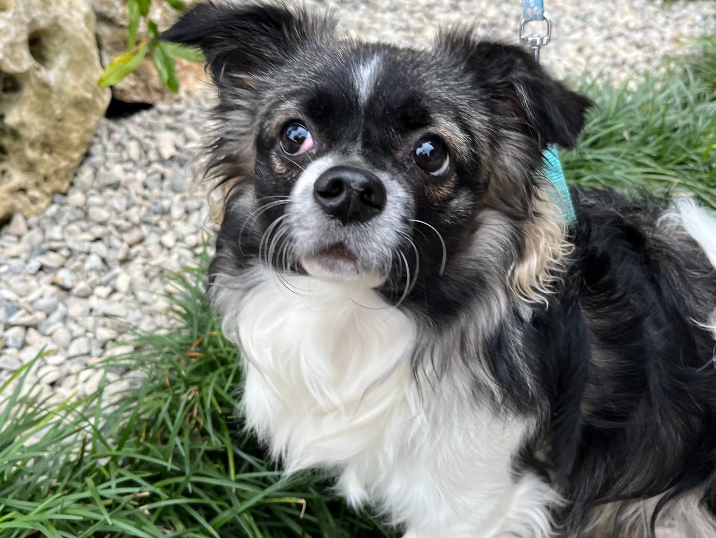 Adotta un cane, maschio, 3 anni e 6 mesi, Milano