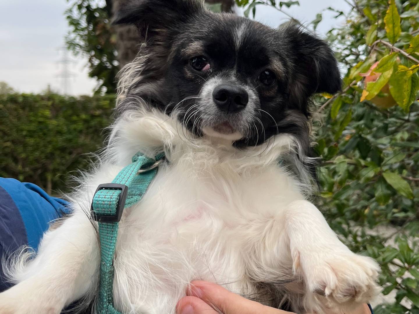 Adotta un cane, taglia piccola, maschio, Milano