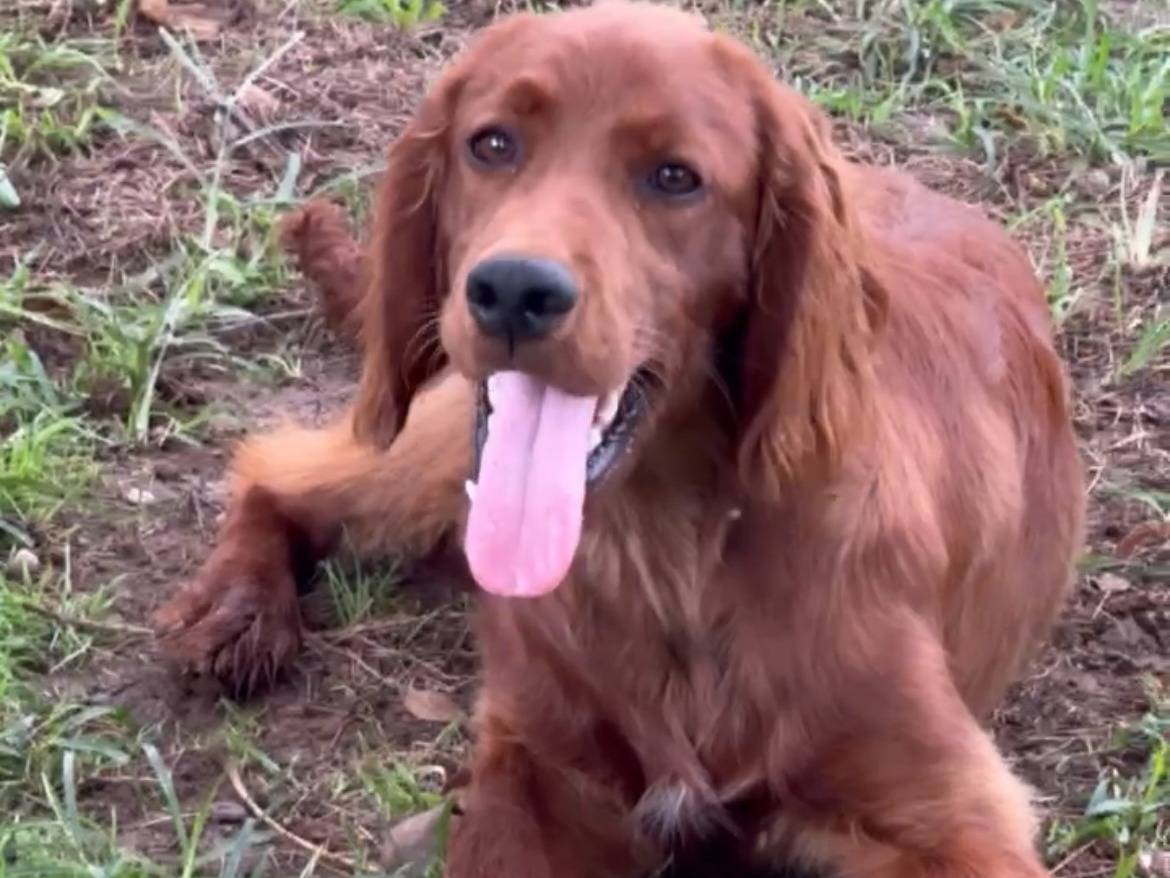 Adozione cane, maschio, Setter Inglese Razza sconosciuta, 7 mesi, taglia media contenuta, Milano