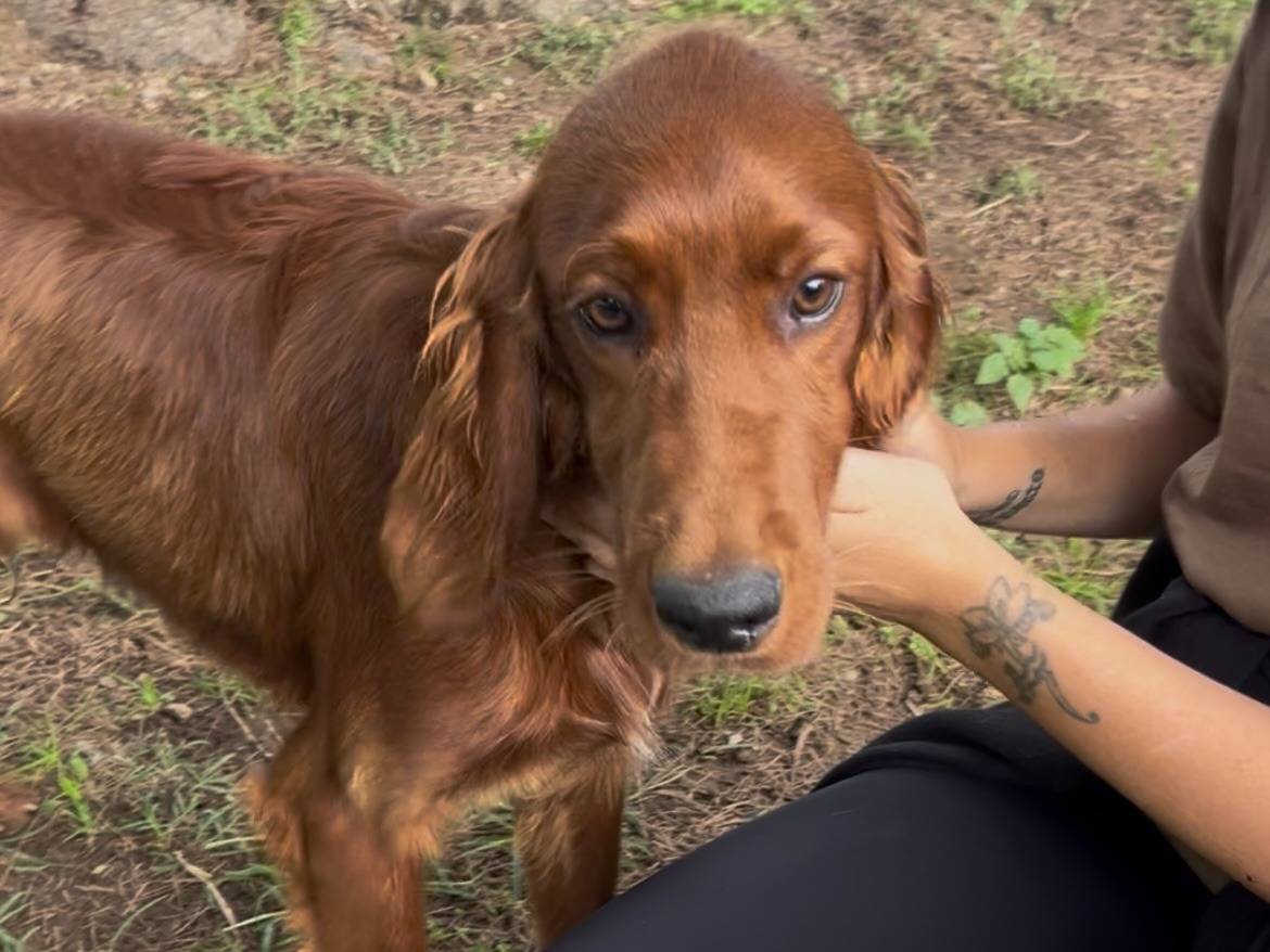 Adotta un cane, maschio, 7 mesi, Milano