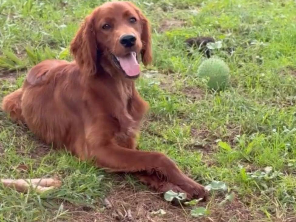 Adotta un cane, taglia media contenuta, maschio, Milano