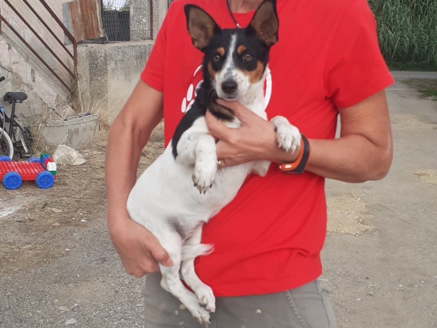 Adozione cane, femmina, Razza sconosciuta Razza sconosciuta, 8 mesi, taglia piccola, Cosenza