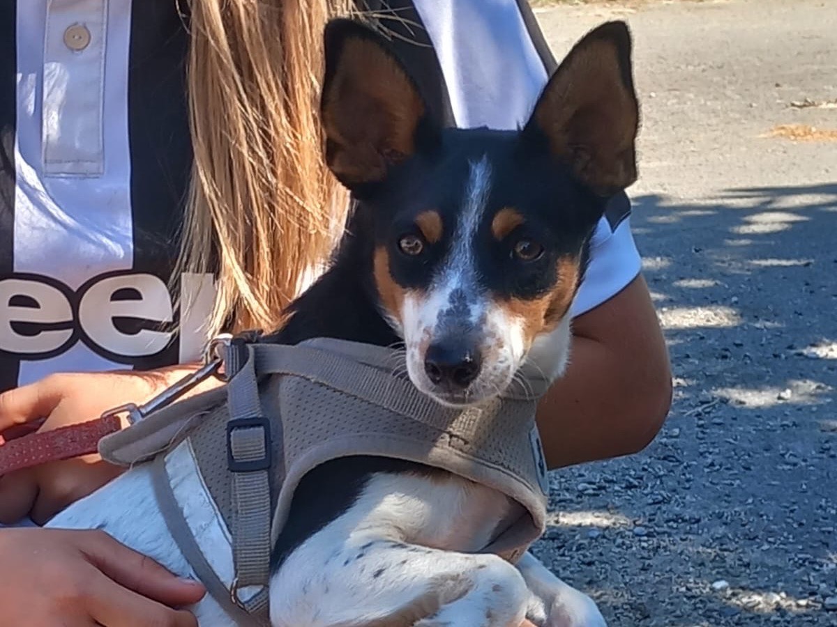 Adotta un cane, femmina, 8 mesi, Cosenza