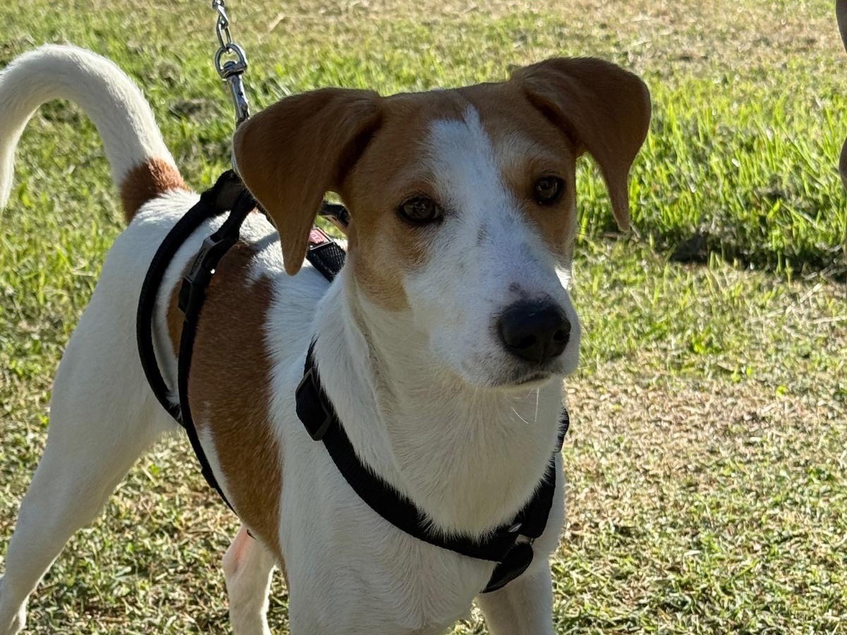 Adozione cane, femmina, Razza sconosciuta Razza sconosciuta, 8 mesi, taglia piccola, Cosenza