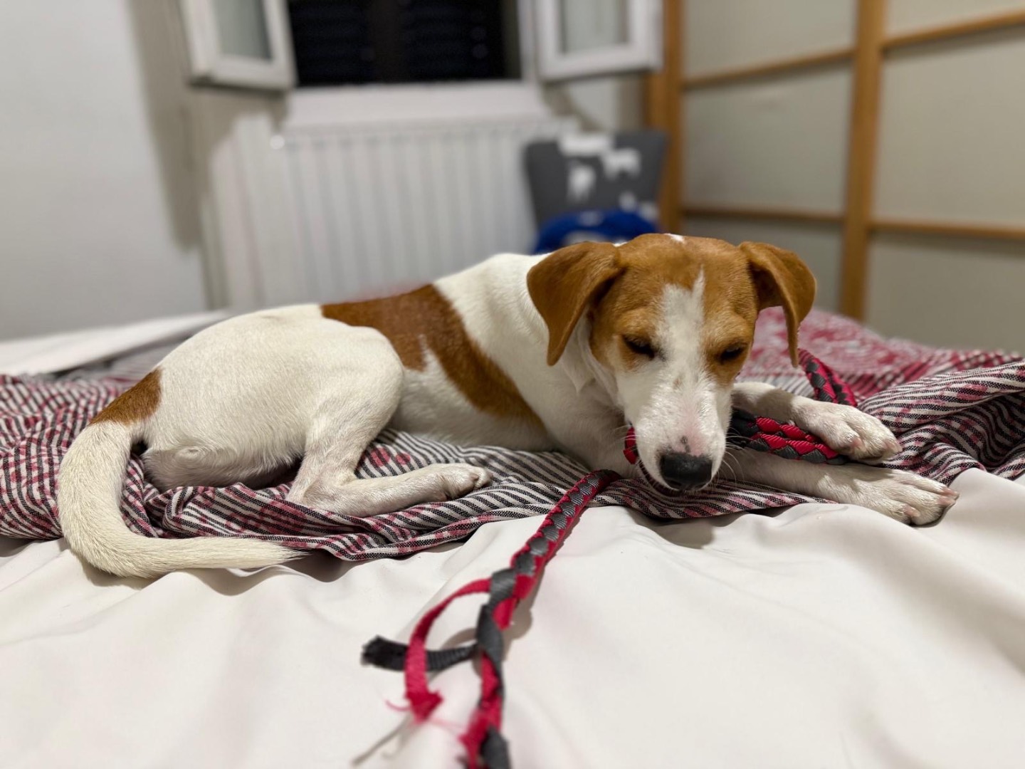 Adotta un cane, femmina, 8 mesi, Cosenza