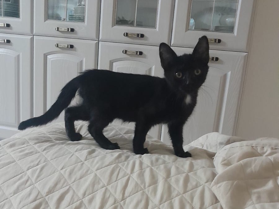 Adozione gatto, femmina, Razza sconosciuta Razza sconosciuta, 2 mesi, taglia non valida, Pisa