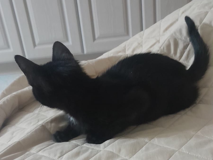 Adotta un gatto, femmina, 2 mesi, Pisa