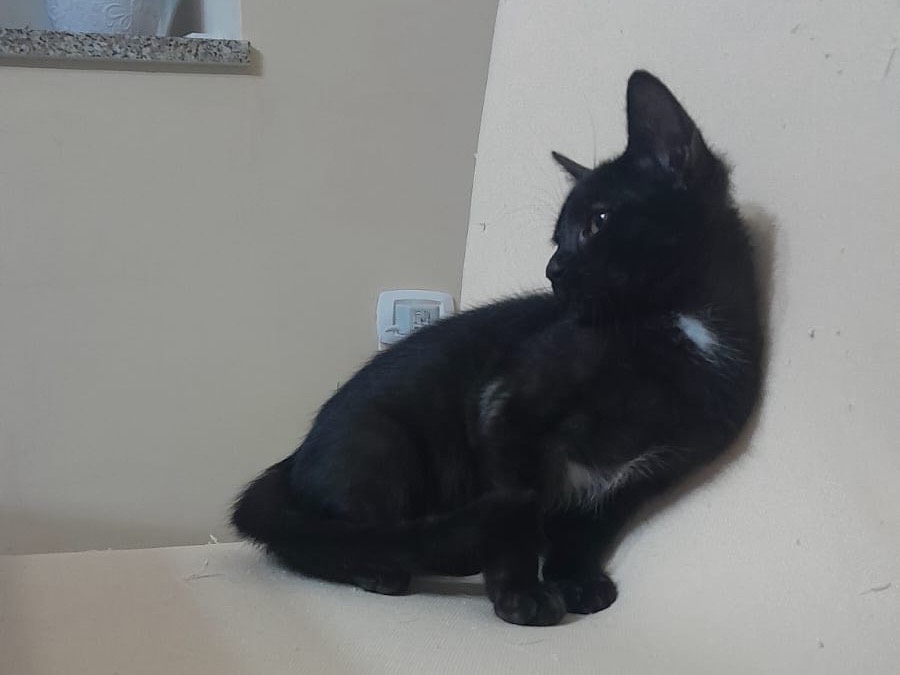 Adotta un gatto, taglia non valida, femmina, Pisa