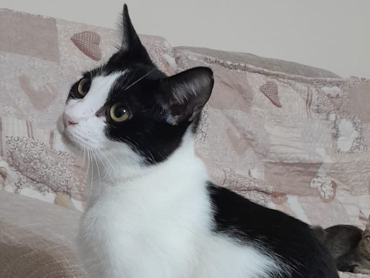 Adozione gatto, maschio, Razza sconosciuta Razza sconosciuta, 5 mesi, taglia non valida, Arezzo