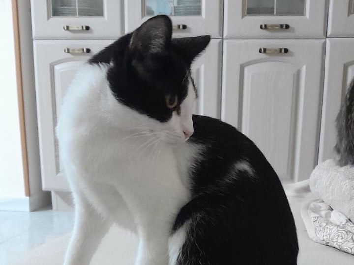 Adotta un gatto, maschio, 5 mesi, Arezzo
