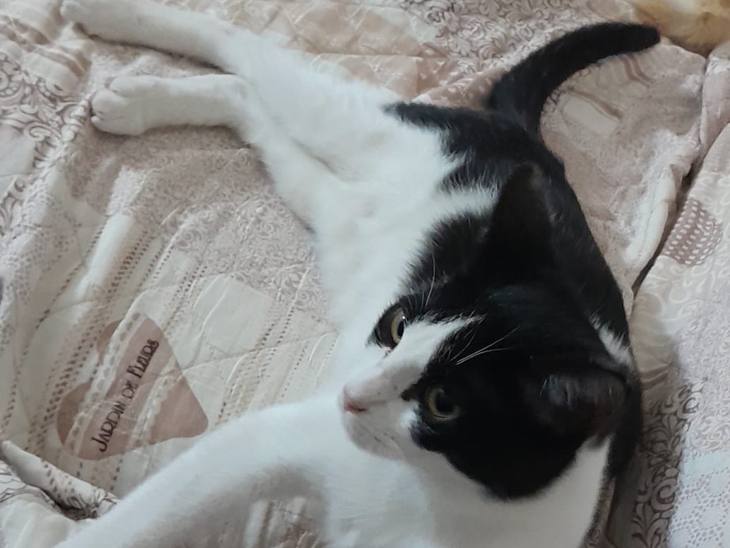 Adotta il gatto Lucio a Arezzo