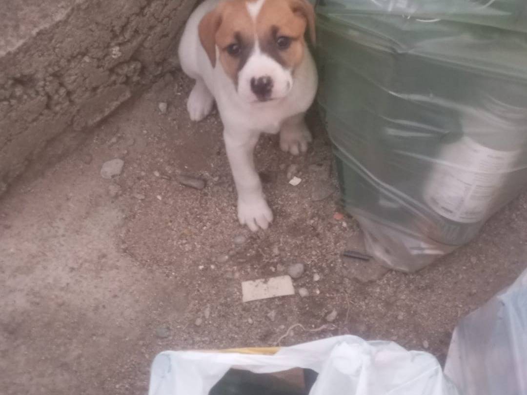 Vuoi adottare un cane a Cosenza?
