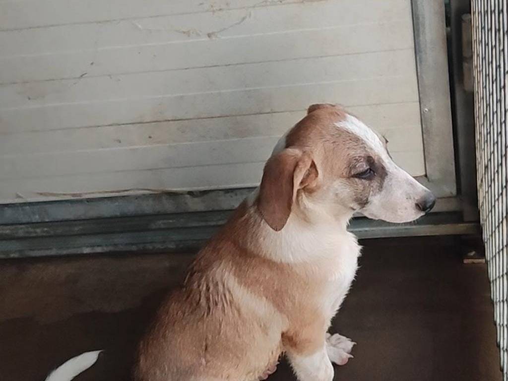 Adozione cane, maschio, Razza sconosciuta Razza sconosciuta, 3 mesi, taglia media contenuta, Palermo